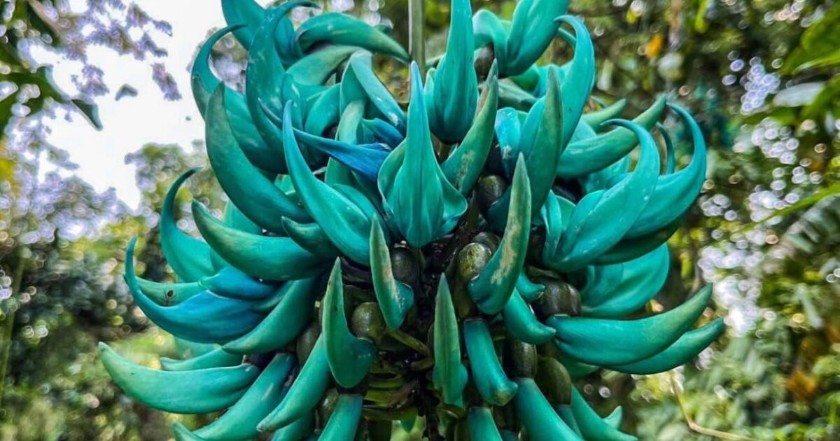 Rare Jade Vine — Rare jade vine found in Cagayan highlands; conservation | PhilTweets