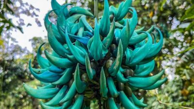 Rare Jade Vine — Rare jade vine found in Cagayan highlands; conservation | PhilTweets