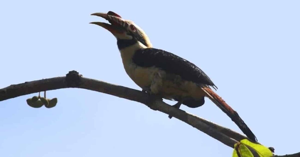 Training Mindoro Hornbill — Training on Mindoro hornbill monitoring boosts conservation efforts | PhilTweets