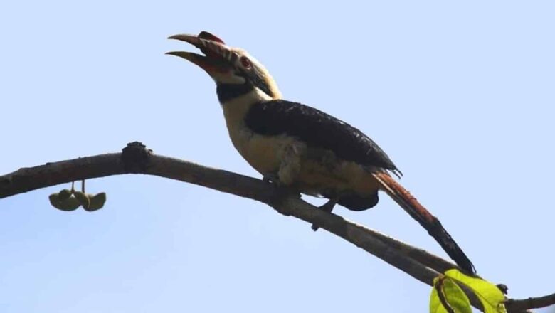 Training Mindoro Hornbill — Training on Mindoro hornbill monitoring boosts conservation efforts | PhilTweets